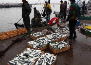 The Looting of Fisheries Resources in Western Sahara: A Violation of the Sahrawi People’s Rights