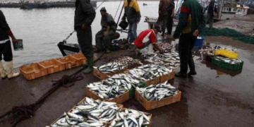 The Looting of Fisheries Resources in Western Sahara: A Violation of the Sahrawi People’s Rights