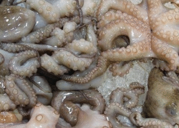 The Marine Wealth of Western Sahara: A Plundered Treasure Beneath the Waves