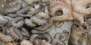 The Marine Wealth of Western Sahara: A Plundered Treasure Beneath the Waves