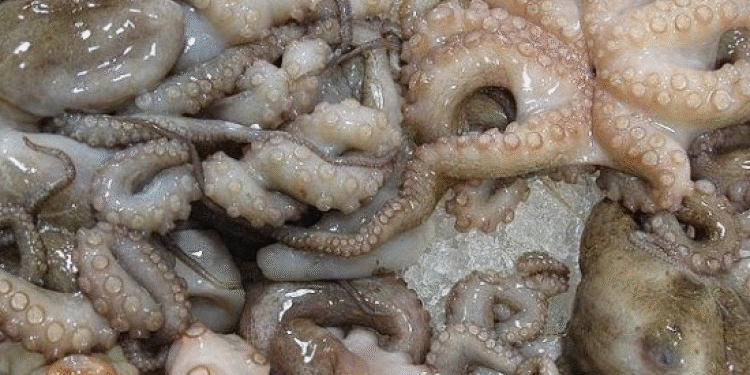 The Marine Wealth of Western Sahara: A Plundered Treasure Beneath the Waves The Marine Wealth of Western Sahara: A Plundered Treasure Beneath the Waves